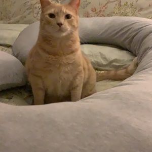 Meet your Posher, Cara